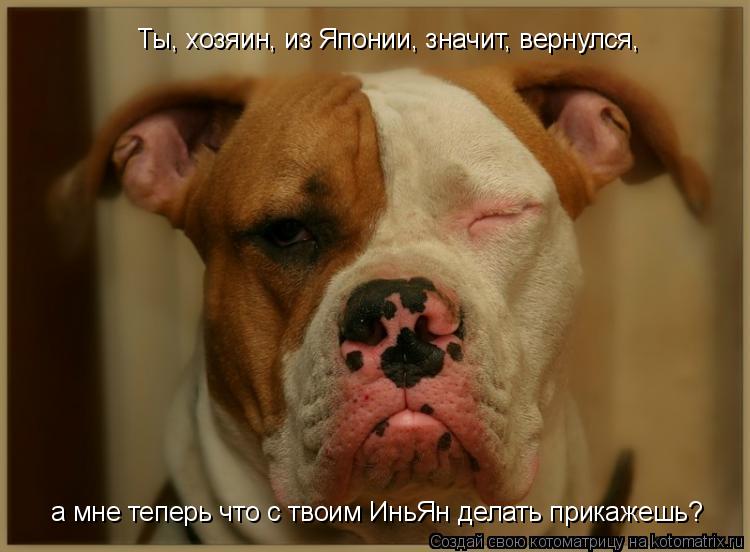 Ты, хозяин, из Японии, значит, вернулся, а мне теперь что с твоим ИньЯн делать прикажешь?... Котоматрица: Ты, хозяин, из Японии, значит, вернулся, а мне теперь что с твоим ИньЯн делать прикажешь?