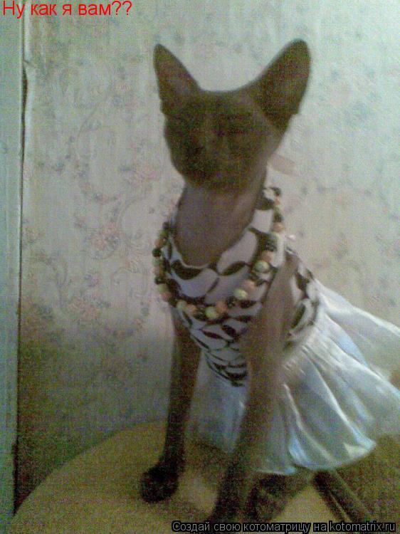 Котоматрица: Ну как я вам??