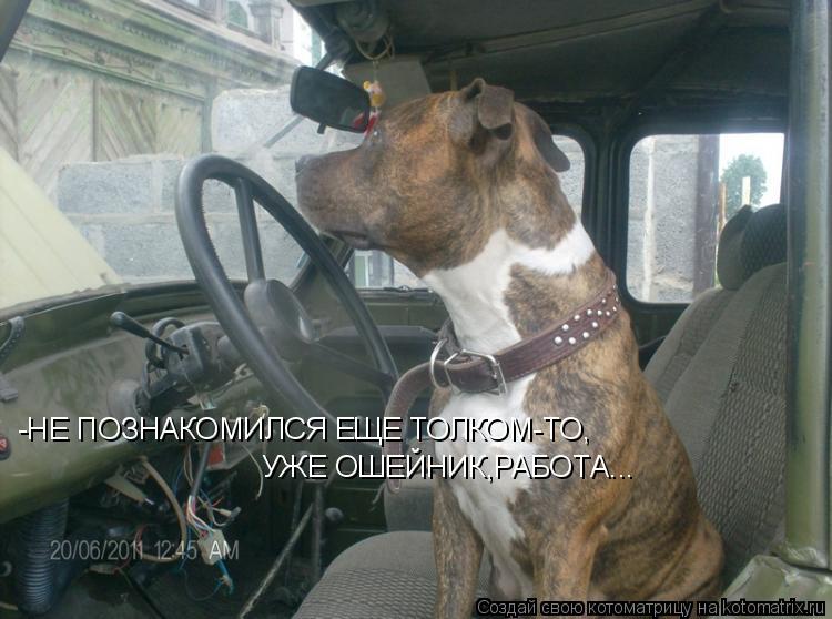 Котоматрица: -НЕ ПОЗНАКОМИЛСЯ ЕЩЕ ТОЛКОМ-ТО, УЖЕ ОШЕЙНИК,РАБОТА...