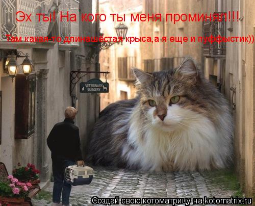 Котоматрица: Эх ты! На кого ты меня проминял!!! Там какая-то длинашёстая крыса,а я еще и пуффыстик))
