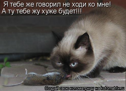 Котоматрица: Я тебе же говорил не ходи ко мне! А ту тебе жу хуже будет!!!