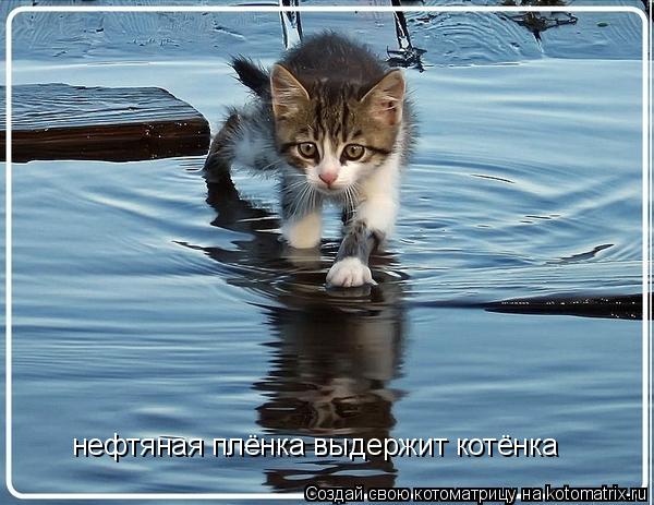 Котоматрица: нефтяная плёнка выдержит котёнка
