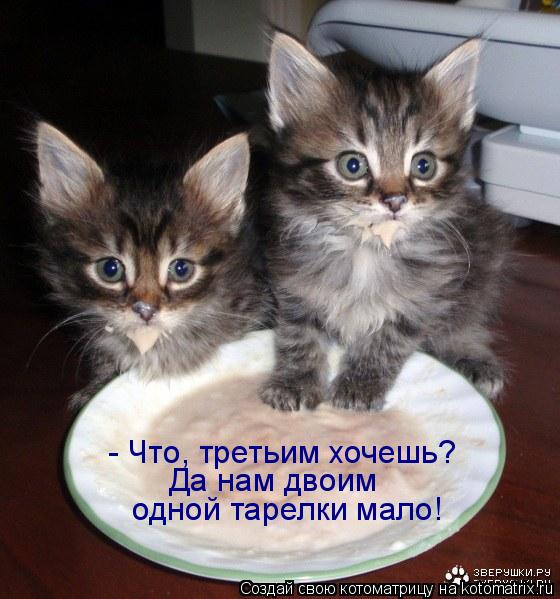Котоматрица: - Что, третьим хочешь?  Да нам двоим  одной тарелки мало!