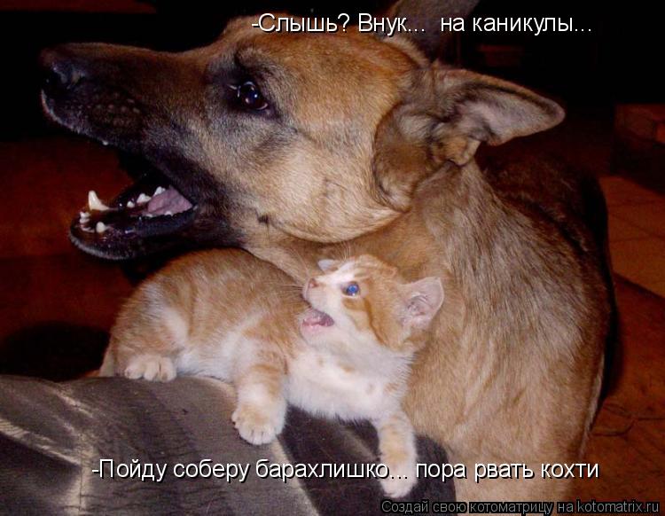 -Слышь? Внук... на каникулы... -Пойду соберу барахлишко... пора рвать кохти... Котоматрица: -Слышь? Внук... на каникулы... -Пойду соберу барахлишко... пора рвать кохти