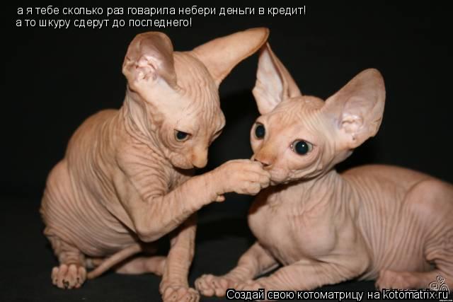 Котоматрица: а я тебе сколько раз говарила небери деньги в кредит! а то шкуру сдерут до последнего!