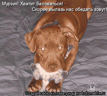 Котоматрица: Мурзик! Хватит баловаться!  Скорее вылазь нас обедать зовут!
