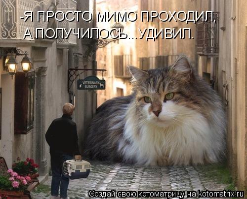 Котоматрица: -Я ПРОСТО МИМО ПРОХОДИЛ, А ПОЛУЧИЛОСЬ...УДИВИЛ.
