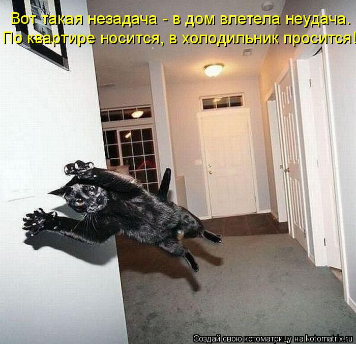 Котоматрица: Вот такая незадача - в дом влетела неудача.  По квартире носится, в холодильник просится!