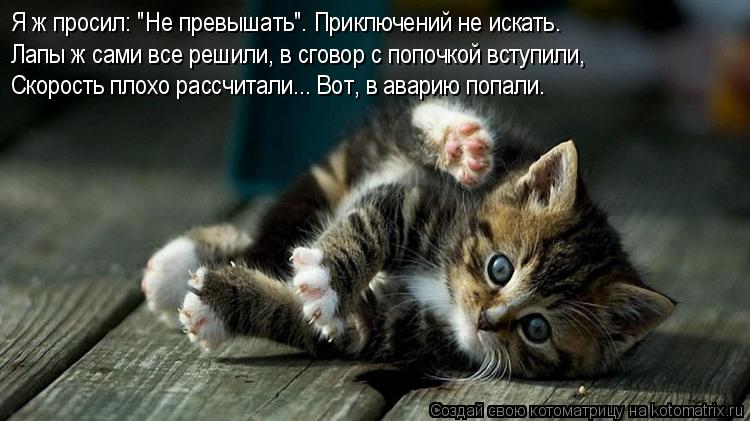 Лапы ж сами все решили, в сговор с попочкой вступили, Скорость плохо рассчитали... Вот, в аварию попа... Котоматрица: Лапы ж сами все решили, в сговор с попочкой вступили, Скорость плохо рассчитали... Вот, в аварию попали. Я ж просил: "Не превышать". Приключений