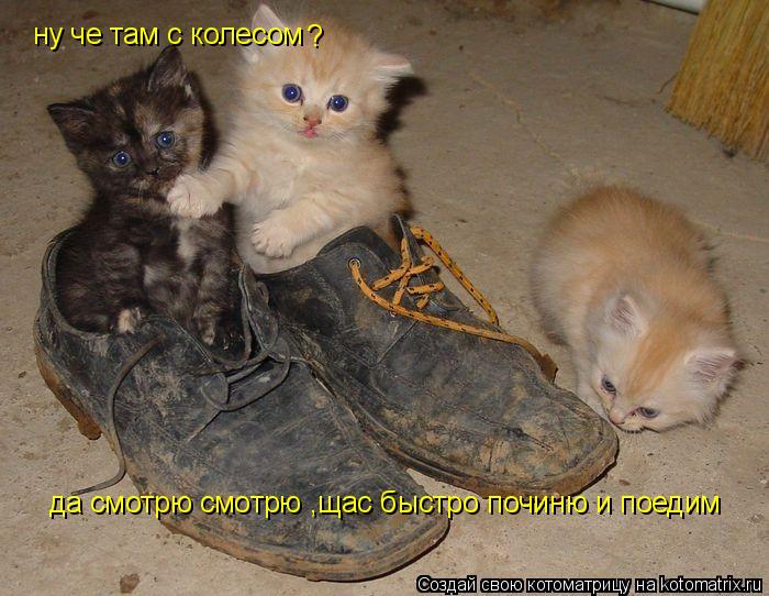 Котоматрица: ну че там с колесом ? да смотрю смотрю ,щас быстро починю и поедим