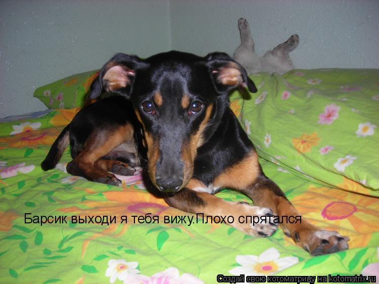 Котоматрица: Барсик выходи я тебя вижу.Плохо спрятался