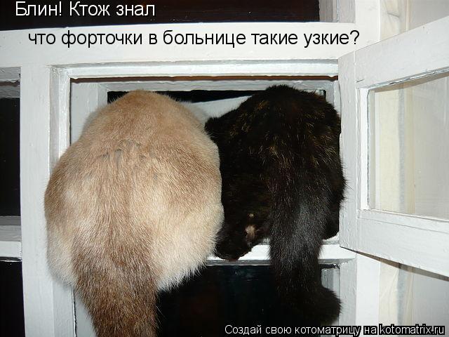 Котоматрица: Блин! Ктож знал что форточки в больнице такие узкие?
