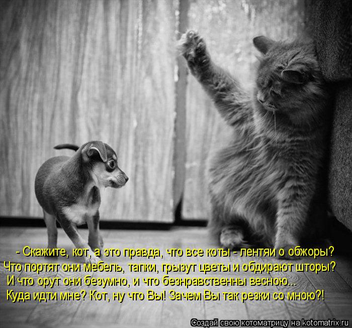 Котоматрица: - Скажите, кот, а это правда, что все коты - лентяи о обжоры? Что портят они мебель, тапки, грызут цветы и обдирают шторы?  И что орут они безумно
