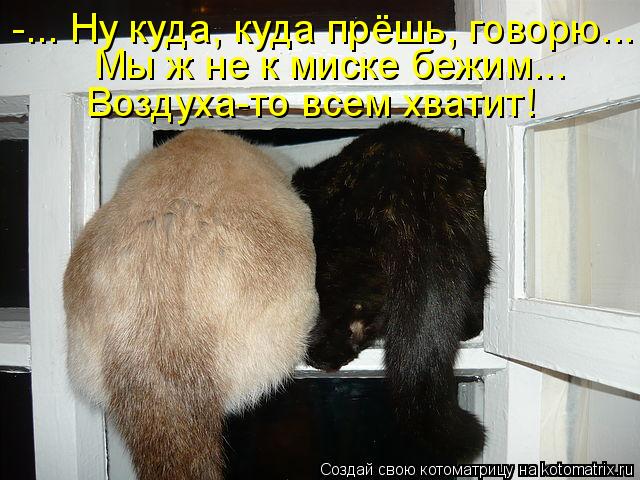 -... Ну куда, куда прёшь, говорю... Мы ж не к миске бежим... Воздуха-то всем хватит!... Котоматрица: -... Ну куда, куда прёшь, говорю... Мы ж не к миске бежим... Воздуха-то всем хватит!