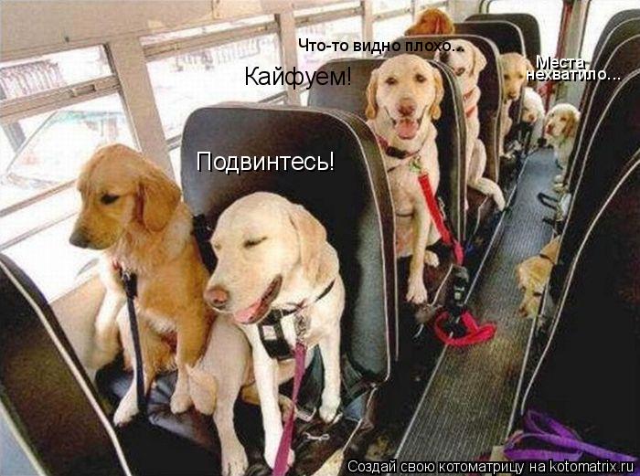 Котоматрица: Подвинтесь! Кайфуем! Что-то видно плохо... нехватило... Места