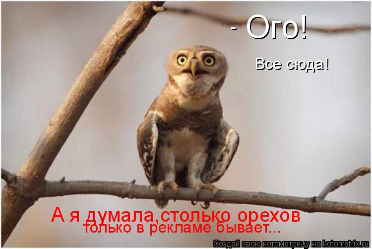 Котоматрица: Ого! - Все сюда! А я думала,столько орехов только в рекламе бывает...
