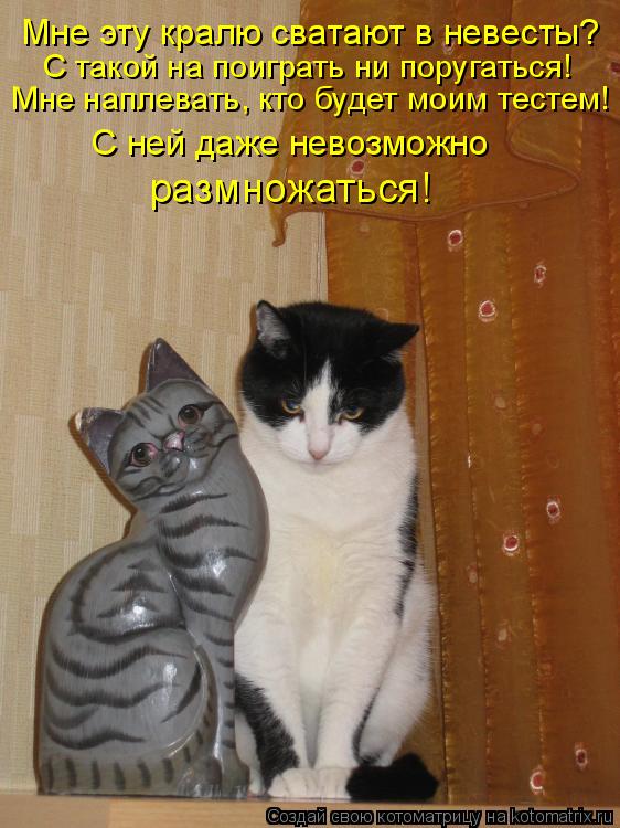Мне эту кралю сватают в невесты? С такой на поиграть ни поругаться! Мне наплевать, кто будет моим тес... Котоматрица: Мне эту кралю сватают в невесты? С такой на поиграть ни поругаться! Мне наплевать, кто будет моим тестем! С ней даже невозможно размножаться!