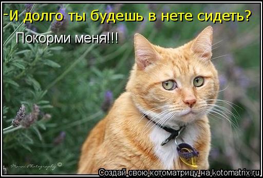 И долго ты будешь в нете сидеть? - Покорми меня!!!... Котоматрица: И долго ты будешь в нете сидеть? - Покорми меня!!!