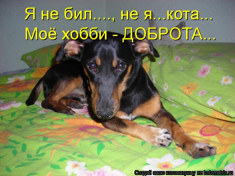 Я не бил...., не я...кота... Моё хобби - ДОБРОТА...... Котоматрица: Я не бил...., не я...кота... Моё хобби - ДОБРОТА...