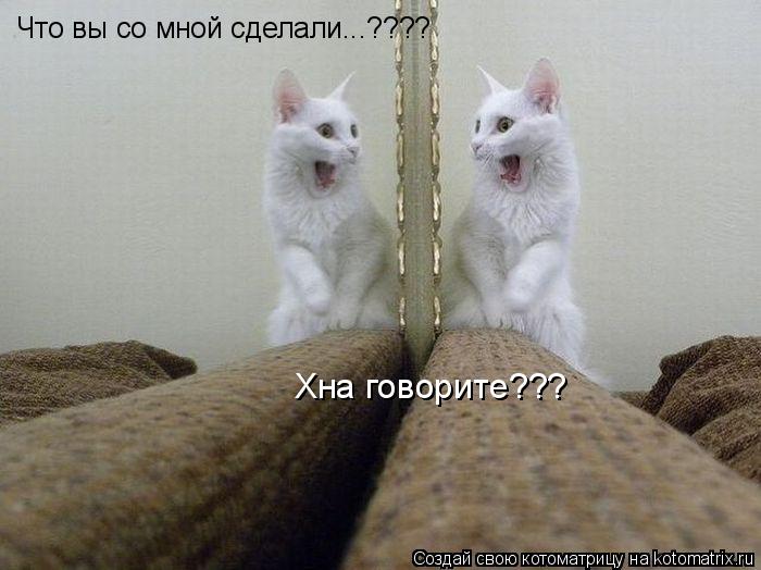 Что вы со мной сделали...???? Хна говорите???... Котоматрица: Что вы со мной сделали...???? Хна говорите???