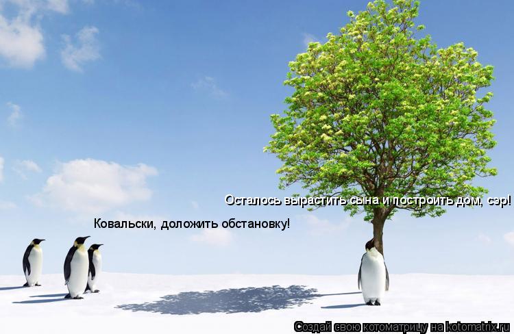 Ковальски, доложить обстановку! Осталось вырастить сына и построить дом, сэр!... Котоматрица: Ковальски, доложить обстановку! Осталось вырастить сына и построить дом, сэр!
