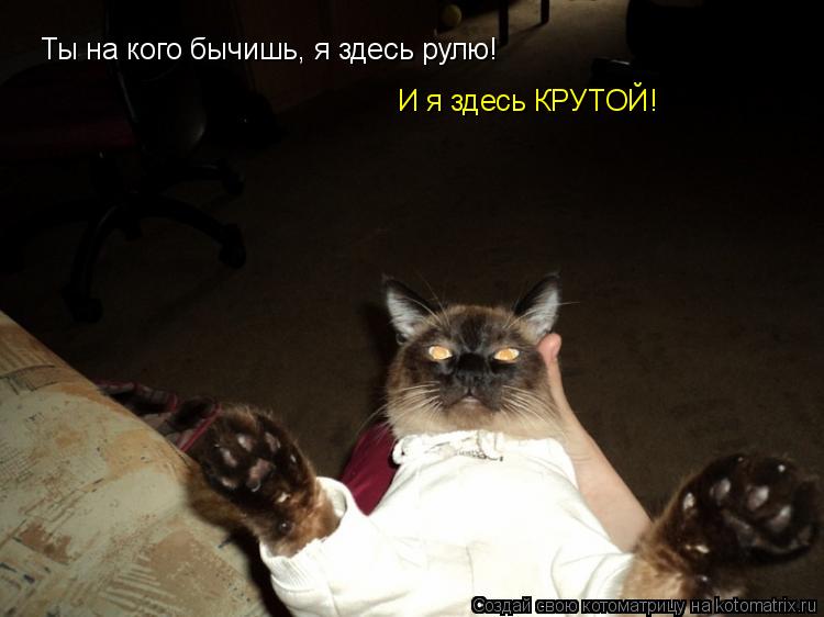 Ты на кого бычишь, я здесь рулю! И я здесь КРУТОЙ!... Котоматрица: Ты на кого бычишь, я здесь рулю! И я здесь КРУТОЙ!