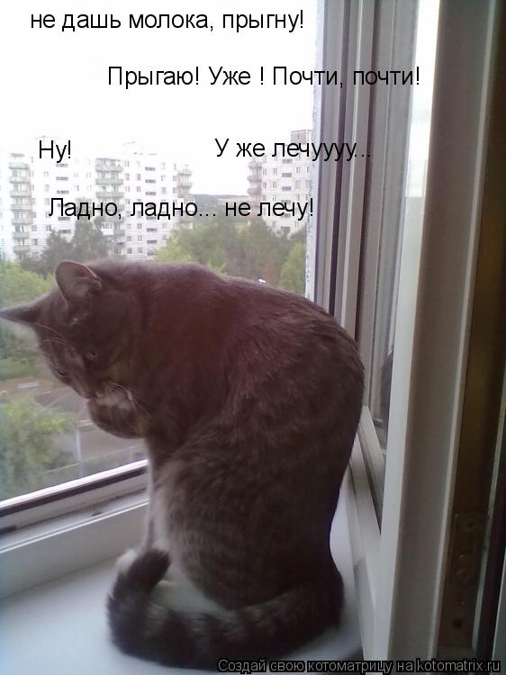 Прыгаю! Уже ! Почти, почти! Ну! У же лечуууу... Ладно, ладно... не лечу! не дашь молока, прыгну!... Котоматрица: Прыгаю! Уже ! Почти, почти! Ну! У же лечуууу... Ладно, ладно... не лечу! не дашь молока, прыгну!