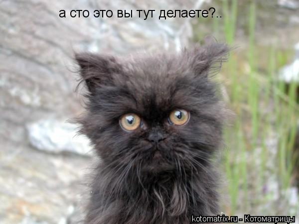 а сто это вы тут делаете?..... Котоматрица: а сто это вы тут делаете?..