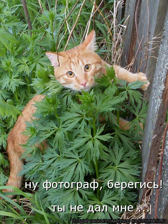 ну фотограф, берегись! ты не дал мне ...... Котоматрица: ну фотограф, берегись! ты не дал мне ...