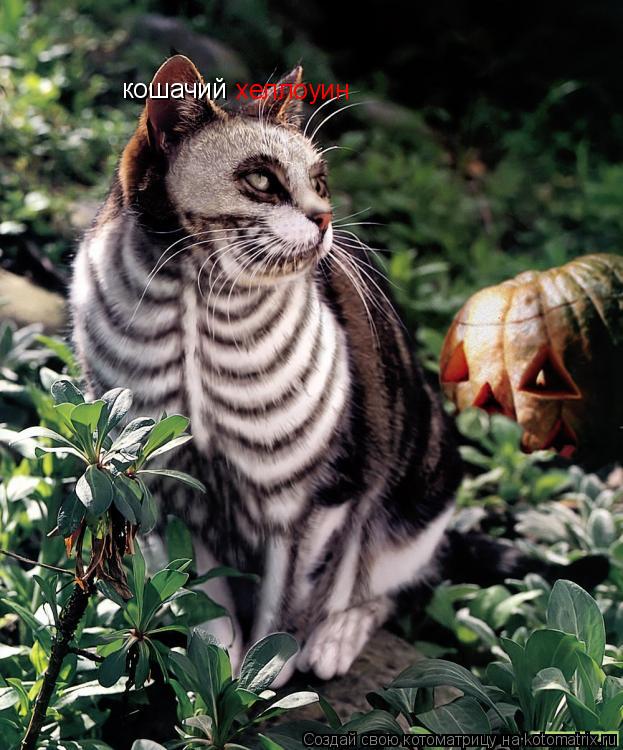 кошачий хеллоуин... Котоматрица: кошачий хеллоуин