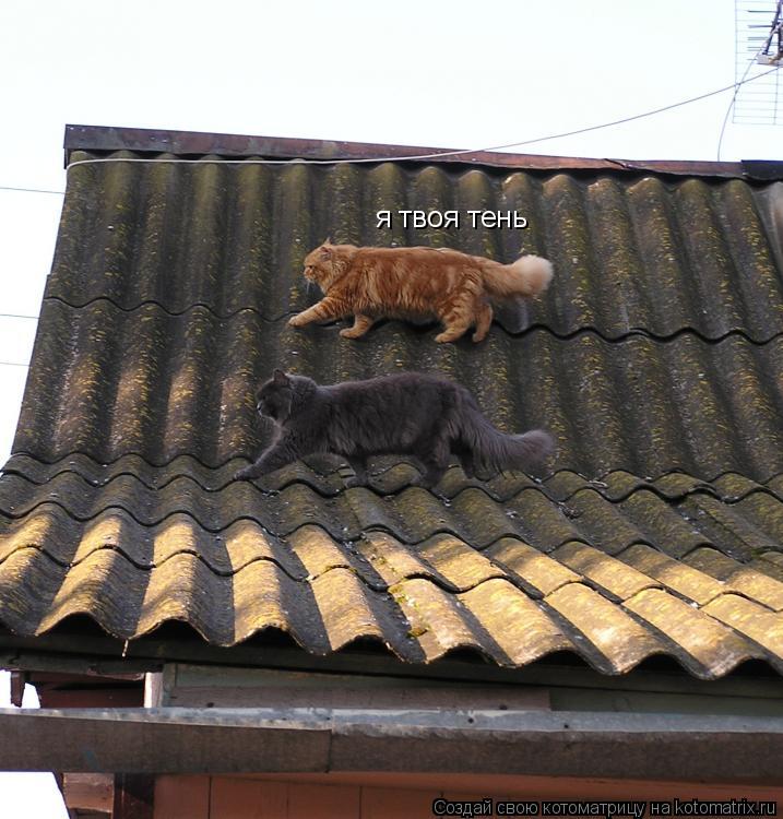 я твоя тень... Котоматрица: я твоя тень