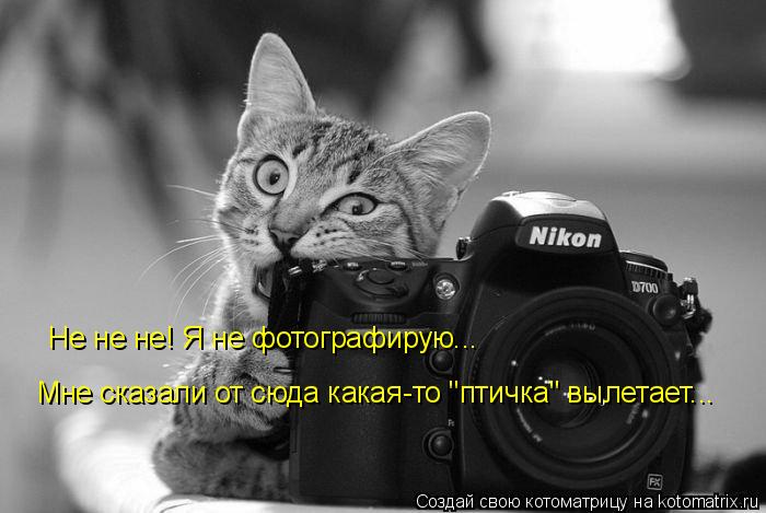 Не не не! Я не фотографирую... Мне сказали от сюда какая-то "птичка" вылетает...... Котоматрица: Не не не! Я не фотографирую... Мне сказали от сюда какая-то "птичка" вылетает...