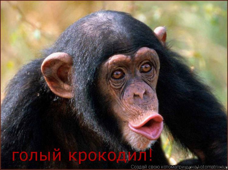 голый крокодил!... Котоматрица: голый крокодил!