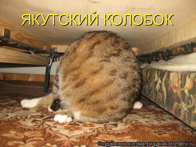 ЯКУТСКИЙ КОЛОБОК... Котоматрица: ЯКУТСКИЙ КОЛОБОК