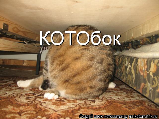 КОТОбок... Котоматрица: КОТОбок