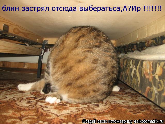 блин застрял отсюда выбератьса,А?Ир !!!!!!!... Котоматрица: блин застрял отсюда выбератьса,А?Ир !!!!!!!