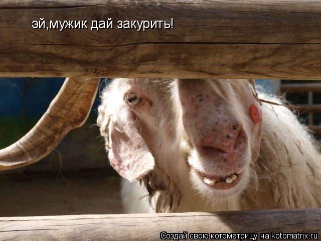 эй,мужик дай закурить!... Котоматрица: эй,мужик дай закурить!