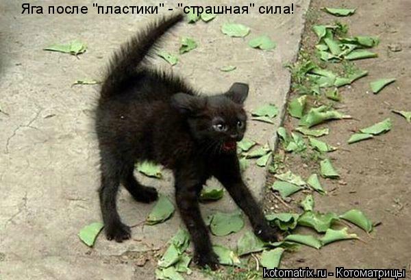 Яга после "пластики" - "страшная" сила!... Котоматрица: Яга после "пластики" - "страшная" сила!