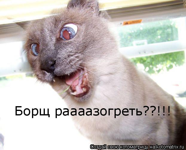 Борщ раааазогреть??!!!... Котоматрица: Борщ раааазогреть??!!!
