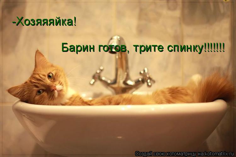 -Хозяяяйка! Барин готов, трите спинку!!!!!!!... Котоматрица: -Хозяяяйка! Барин готов, трите спинку!!!!!!!