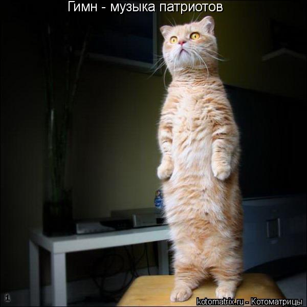 Гимн - музыка патриотов... Котоматрица: Гимн - музыка патриотов