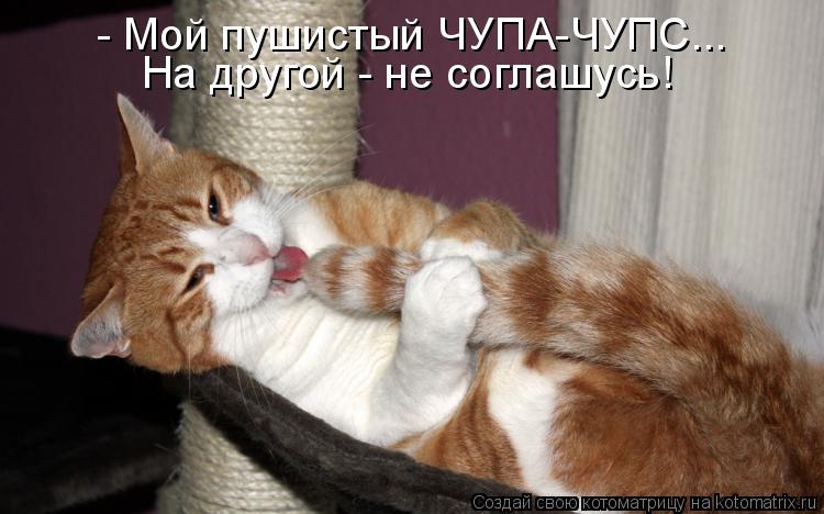 - Мой пушистый ЧУПА-ЧУПС... На другой - не соглашусь!... Котоматрица: - Мой пушистый ЧУПА-ЧУПС... На другой - не соглашусь!