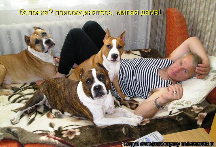 балонка? присоединятесь, милая дама!... Котоматрица: балонка? присоединятесь, милая дама!