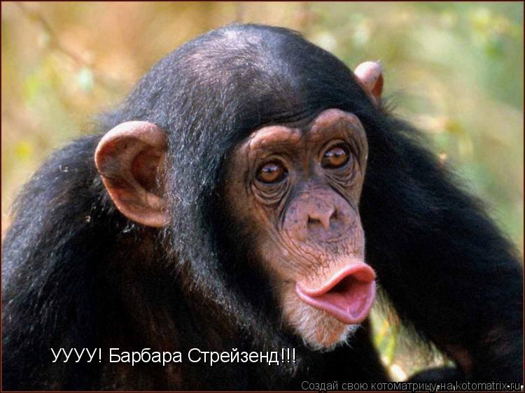 УУУУ! Барбара Стрейзенд!!!... Котоматрица: УУУУ! Барбара Стрейзенд!!!