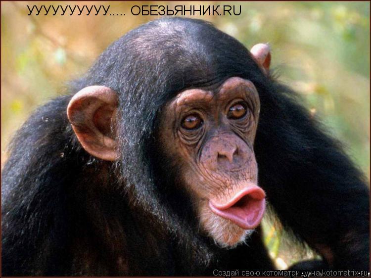 УУУУУУУУУУ..... ОБЕЗЬЯННИК.RU... Котоматрица: УУУУУУУУУУ..... ОБЕЗЬЯННИК.RU