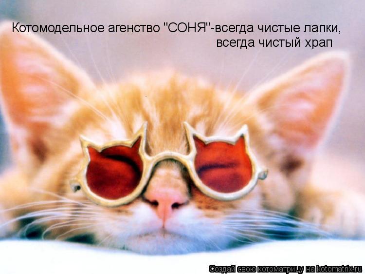 Котомодельное агенство "СОНЯ"-всегда чистые лапки, всегда чистый храп... Котоматрица: Котомодельное агенство "СОНЯ"-всегда чистые лапки, всегда чистый храп