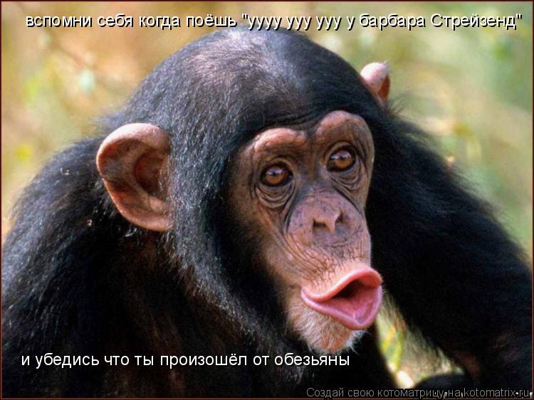 вспомни себя когда поёшь "уууу ууу ууу у барбара Стрейзенд" и убедись что ты произошёл от обезьяны... Котоматрица: вспомни себя когда поёшь "уууу ууу ууу у барбара Стрейзенд" и убедись что ты произошёл от обезьяны