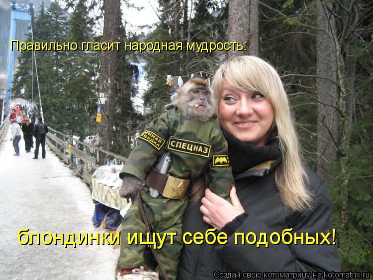 Правильно гласит народная мудрость: блондинки ищут себе подобных!... Котоматрица: Правильно гласит народная мудрость: блондинки ищут себе подобных!