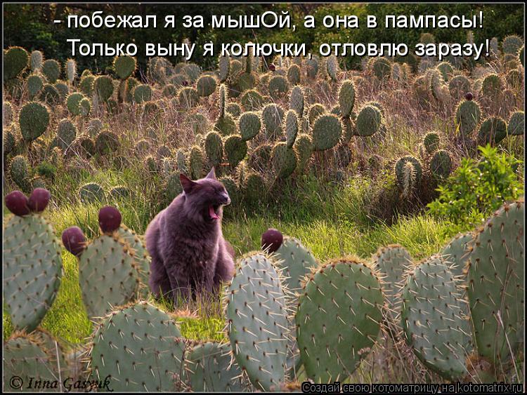 - побежал я за мышОй, а она в пампасы! Только выну я колючки, отловлю заразу!... Котоматрица: - побежал я за мышОй, а она в пампасы! Только выну я колючки, отловлю заразу!