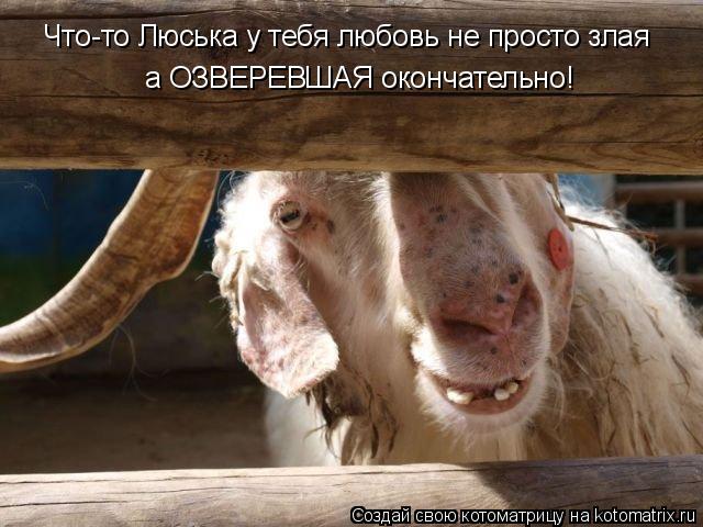 Что-то Люська у тебя любовь не просто злая а ОЗВЕРЕВШАЯ окончательно!... Котоматрица: Что-то Люська у тебя любовь не просто злая а ОЗВЕРЕВШАЯ окончательно!